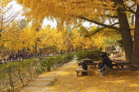 SEOUL, SOUTH KOREA - OCTOBER 29: Autumn of Nami island in the morning South Korea Photo taken on October 29, 2017Â in 
Chuncheon, Gangwon-do South Koreaのeditorial素材