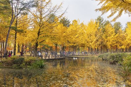SEOUL, SOUTH KOREA - OCTOBER 29: Autumn of Nami island in the morning South Korea Photo taken on October 29, 2017 in 
Chuncheon, Gangwon-do South Koreaのeditorial素材