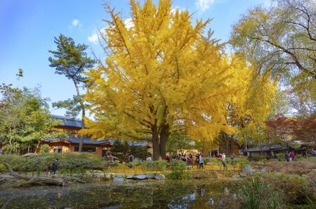 SEOUL, SOUTH KOREA - OCTOBER 29: Autumn of Nami island in the morning South Korea Photo taken on October 29, 2017 in 
Chuncheon, Gangwon-do South Koreaのeditorial素材