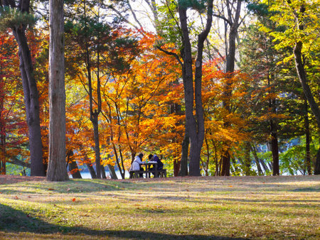 CHUNCHEON, GANGWON-DO SOUTH KOREA - OCTOBER 29: Autumn of Nami island in the morning South Korea Photo taken on October 29, 2017 in Chuncheon, Gangwon-do South Koreaのeditorial素材