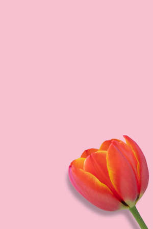 Tulips Flower on a pink backgroundの写真素材