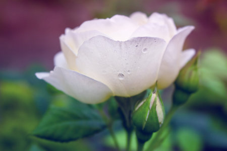 White rose close-up in the garden. soft focus.