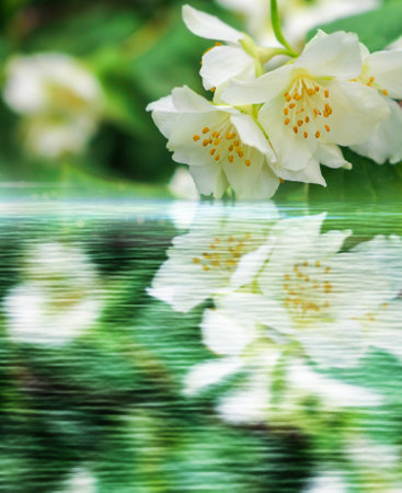 Blooming jasmine branch reflected in the waterの写真素材