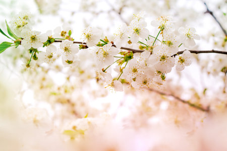 Blooming cherry branch in the garden