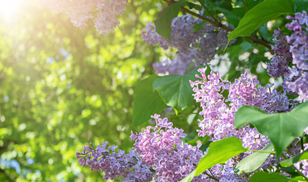 Lilac flowers in the sun. soft focus.