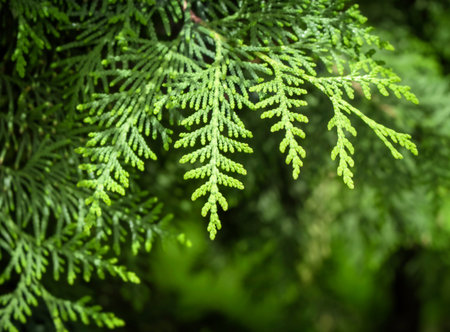 green natural background. Thuja twig