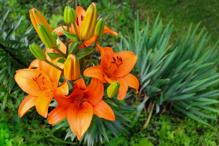 Orange lilies in the gardenの写真素材