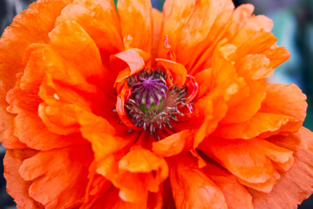 Blooming red poppy close-upの写真素材