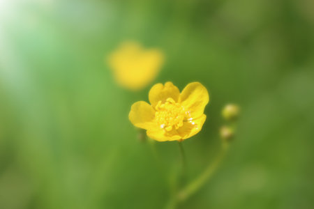 Close-up of a yellow buttercup, in the background a greenの写真素材