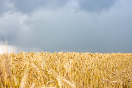 Landscape. Rye field before rain.