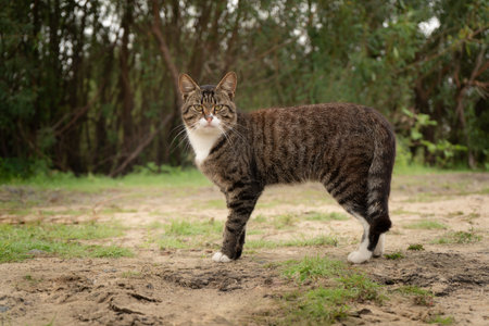 Domestic cat walking in the garden. Selective focus and small depth of field.の写真素材