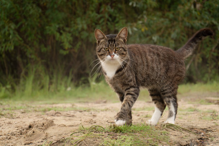 tabby cat standing on the ground in the garden looking at the cameraの写真素材