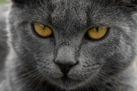 Portrait of a gray cat with yellow eyes close-up.の写真素材
