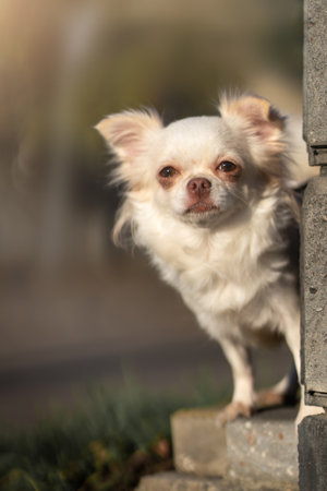 A light colored Chihuahua dog peeks out from around the cornerの写真素材