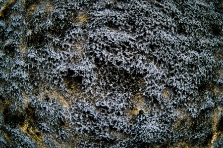 I hate the fungus that grows on the wall の写真素材