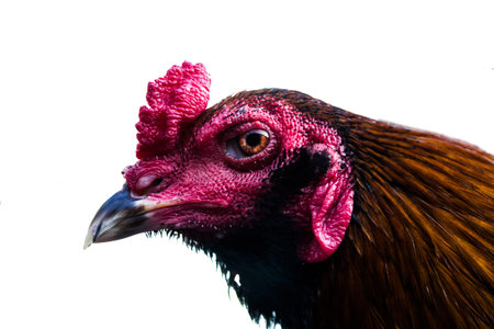 Gamecocks eye color blush lip beauty bright の写真素材