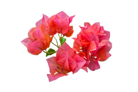 Bougainvillea  Bright white の写真素材