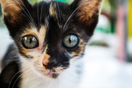 Three bright eyed kitten on the table の写真素材