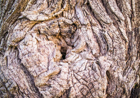 Bark brown old age of one hundred years の写真素材