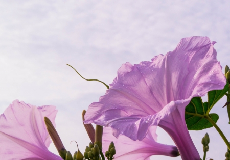 Flower pinkの写真素材