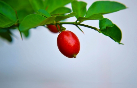 lemon ripeの写真素材