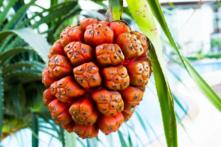Pandanus, and the orange leaves with thorns の写真素材