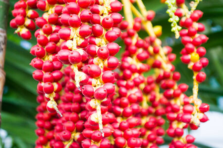 Red betel palm fruit bunch の写真素材