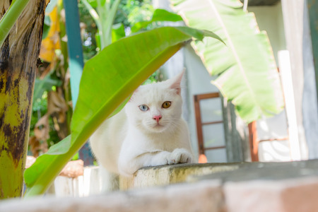 White kitten eyes two colors sitting on a post in the garden の写真素材