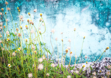 autumn grass on wall old  blue colorの写真素材