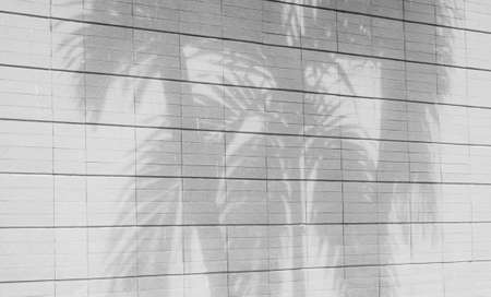 White cement wall with a shade from palm treesの写真素材