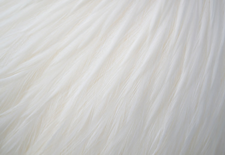 A close-up of white chicken feathersの写真素材