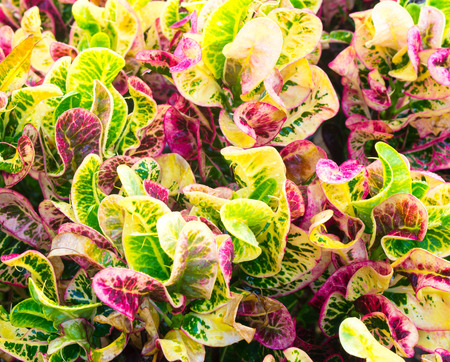 color ful leaf backgrounの写真素材