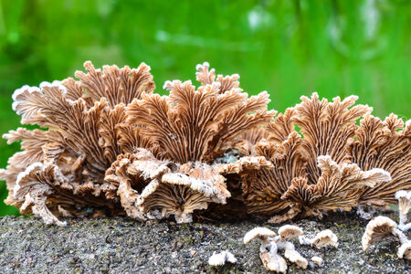 Mushroom on a treeの写真素材