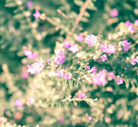 summer vintage beautiful flowers on sunriseの写真素材