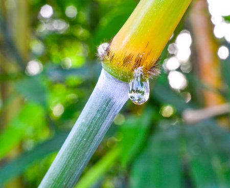 grass and dew abstract backgroundの写真素材