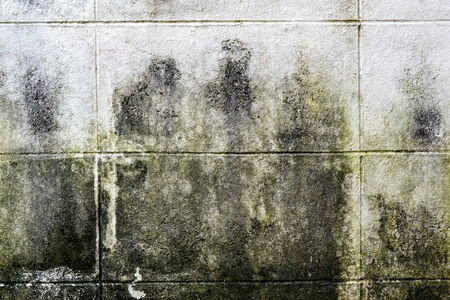 Mold growth and water stains on the ceiling of an abandoned house.の写真素材