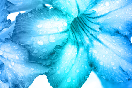 Soft of flowerl made with color filter for backgroundの写真素材