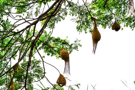 Nest of Baya Weaver on Natureの写真素材