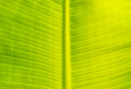 grass and dew abstract backgroundの写真素材