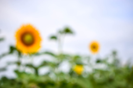Blurred image  Lot of yellow flowers in the form color background blurの写真素材