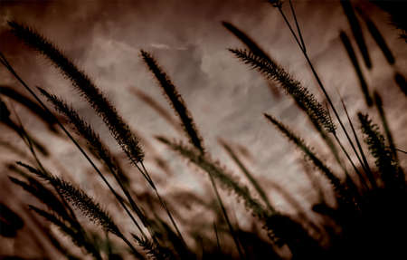 flower grass at relax morning timeの写真素材