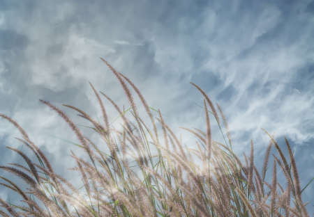 flower grass at relax morning timeの写真素材