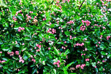 Fresh Super fruit Carissa carandas Linn. on tree.の写真素材