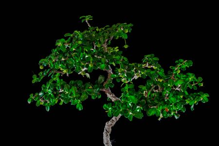 Bonsai on black backgroundの写真素材