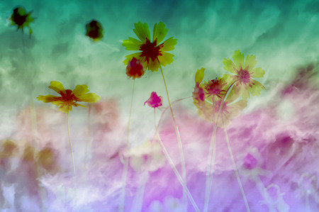 flower background. beautiful flowers made with color filtersの写真素材