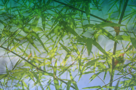 beautiful green leaf bamboo backgroundの写真素材
