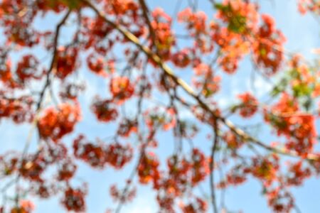 orange natural background of out of focus forest or bokehの写真素材
