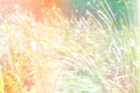 Green natural background of out of focus forest or bokeh made with color filtersの写真素材