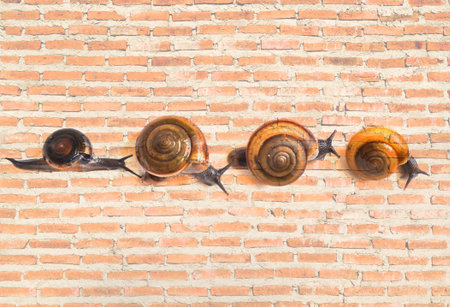 Four separate crawling snailの写真素材