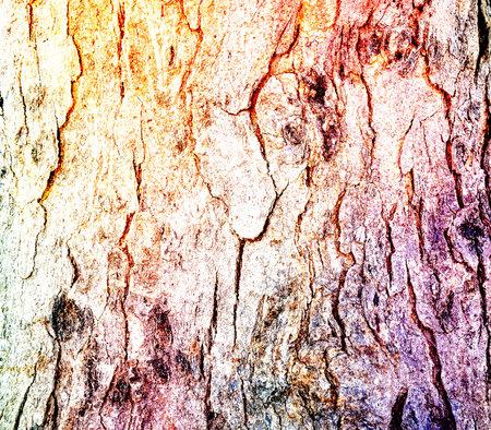 Old Wood Tree Texture Background Pattern made with color filtersの写真素材